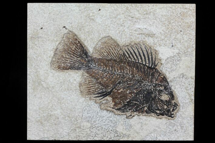 Cockerellites (Priscacara) Fossil Fish - Wyoming #79364